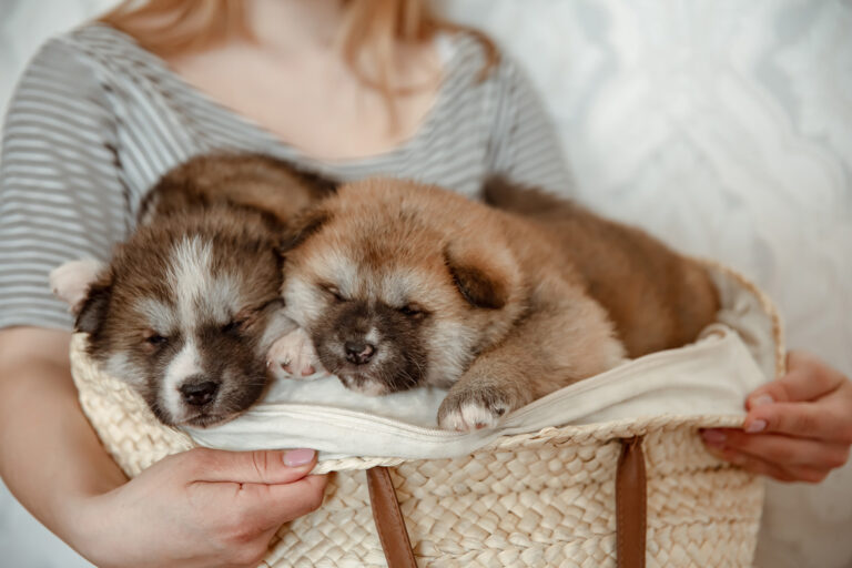 puppies