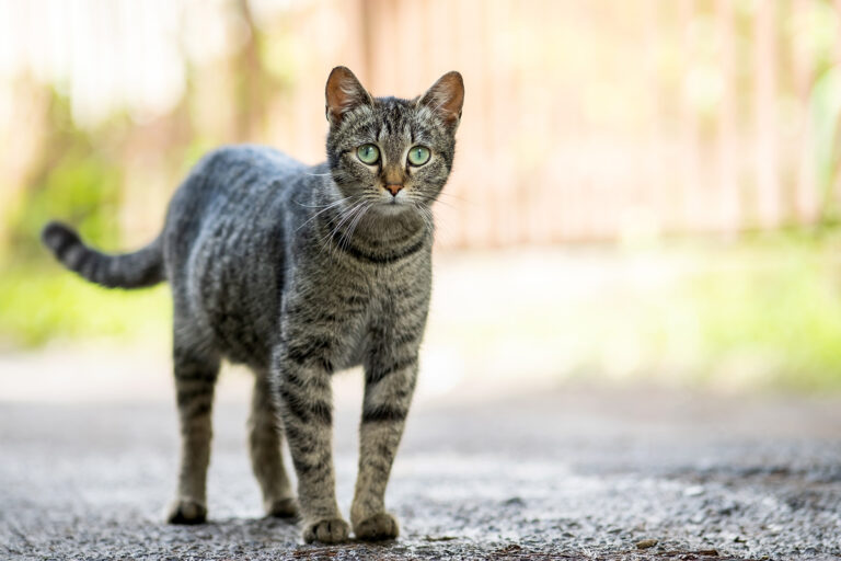 cute-gray-striped-cat-standing-outdoors